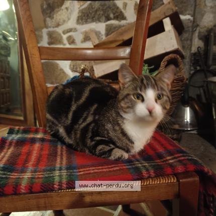 Foto 1/1 Gato encontrado Encontrado en Saint gondran