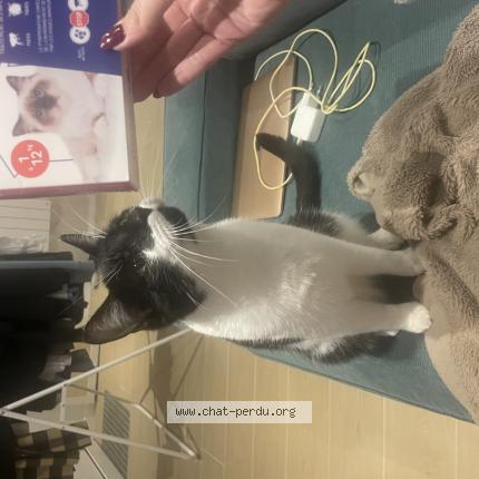 Foto 1/1 Zoro Chat perdido en Ivry sur seine