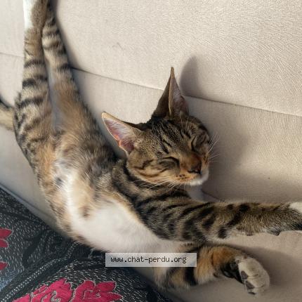 Foto 1/1 Simba Chat perdido en Montescourt lizerolles