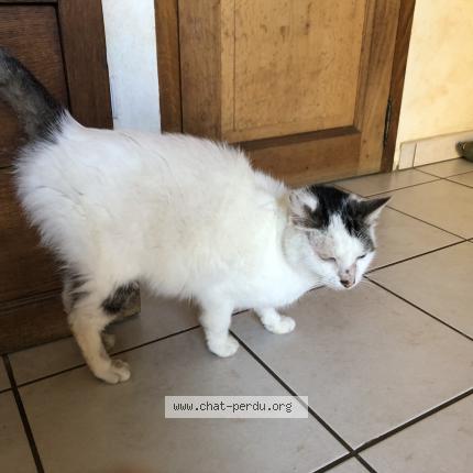 Foto 1/1 Gato encontrado Encontrado en Ambeyrac