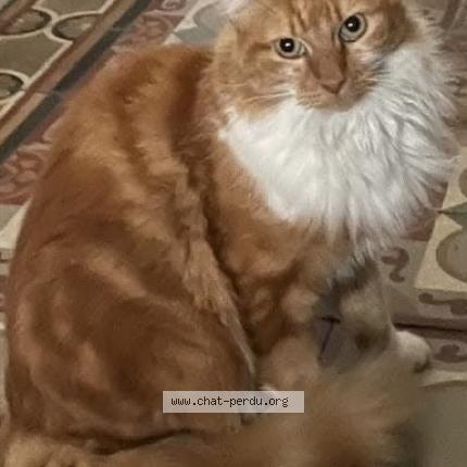 Foto 1/1 Lilian Chat perdido en Paris