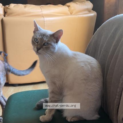 Foto 1/1 Romy Chat perdido en Niort