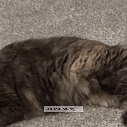 Foto 1/1 Pearl Chat perdido en Saint louis