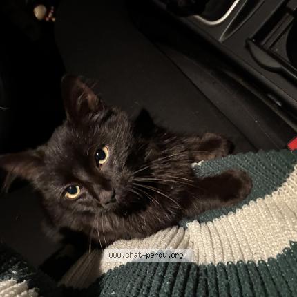 Foto 1/1 Gato encontrado Encontrado en Lescar