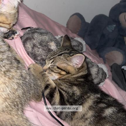 Foto 1/1 Poumba Chat perdido en Thonon les bains