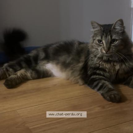 Foto 1/1 Shiva Chat perdido en Fache thumesnil