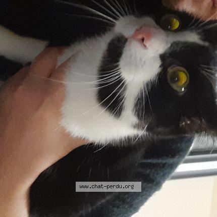 Foto 1/1 Gato encontrado Encontrado en Seraing