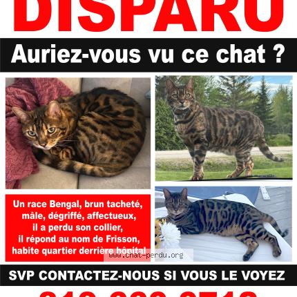 Foto 1/1 Frisson Chat perdido en Mont laurier