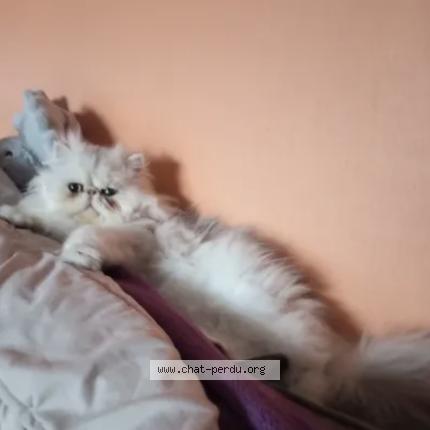 Foto 1/1 Rose Chat perdido en Le grau du roi