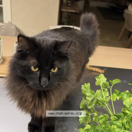 Foto 1/1 R&eacute;glisse Chat perdido en Echandens