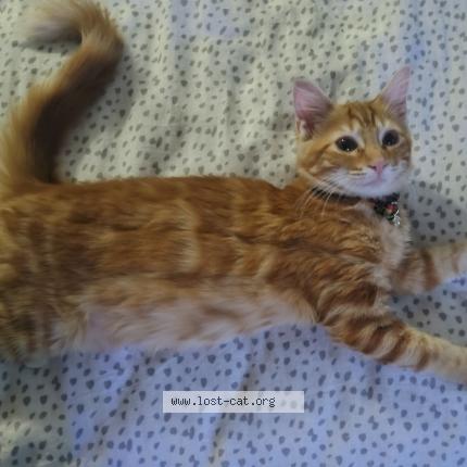 Foto 1/1 YODA Chat perdido en Clearwater
