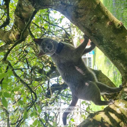 Foto 1/1 Patoune Chat perdido en Vallet