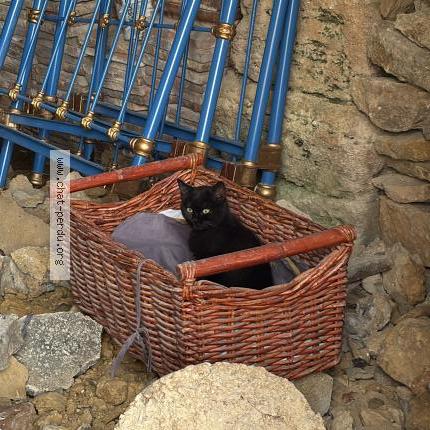 Foto 1/1 Groot Chat perdido en Aigaliers