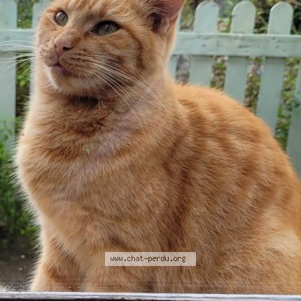 Foto 1/1 Orion Chat perdido en Lalbenque