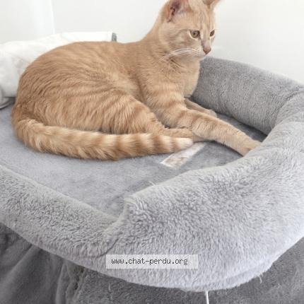 Foto 1/1 Gato encontrado Perdido en Arpajon