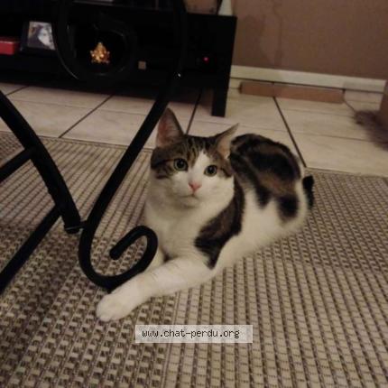 Foto 1/1 Zine Chat perdido en Vandoeuvre