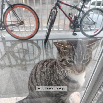 Foto 1/1 Gato encontrado Encontrado en Saint leonard