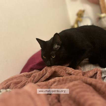 Foto 1/1 Al capone Chat perdido en Cheneviere sur marne