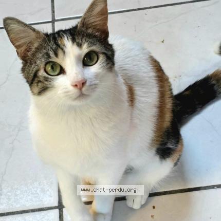 Foto 1/1 Trixie Chat perdido en Pouilly en auxois