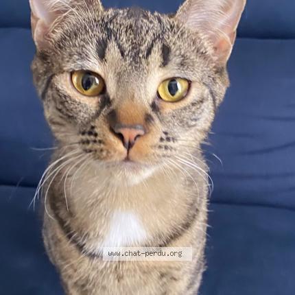 Foto 1/1 Miss ruby Chat perdido en La pocatiere
