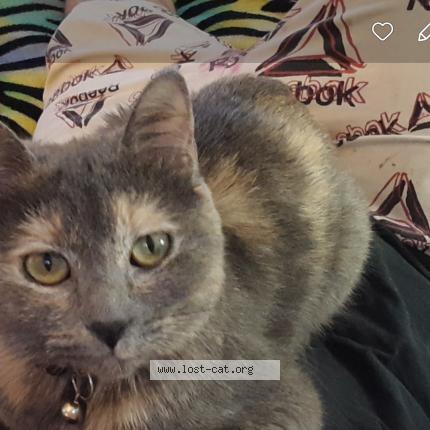 Foto 1/1 Tiptoe Chat perdido en Wichita