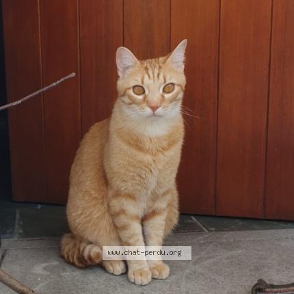 Foto 1/1 Tango Chat perdido en Saint