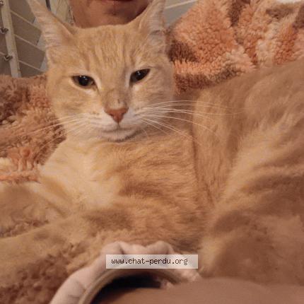 Foto 1/1 Gato encontrado Encontrado en Montpellier