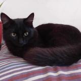 Foto del gato perdido en Evry Courcouronnes