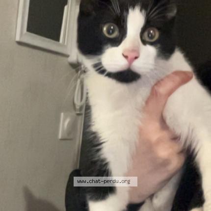 Foto 1/1 Gato encontrado Encontrado en Chevilly