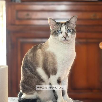 Foto 1/1 Vanille Chat perdido en Mauves