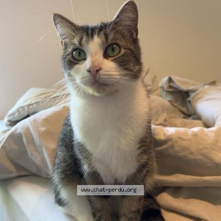 Foto 1/1 Izis Chat perdido en Ronchin