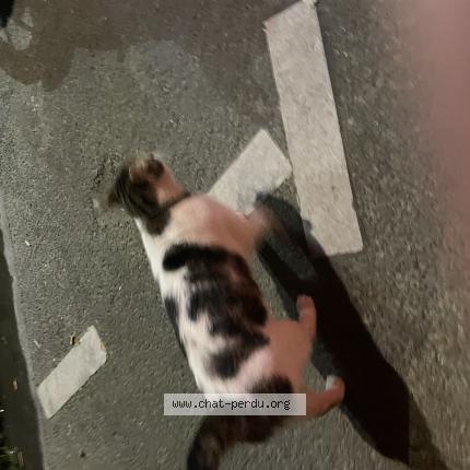 Foto 1/1 Gato encontrado Encontrado en Paris