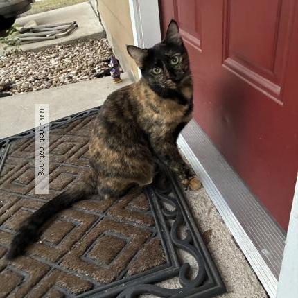 Foto 1/1 Gato encontrado Encontrado en Austin