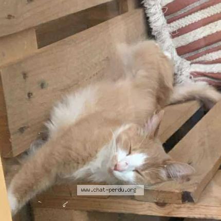 Foto 1/1 Pixel Chat perdido en Verdun sur garonne