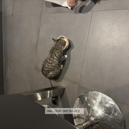 Foto 1/1 Gato encontrado Encontrado en Bernardswiller