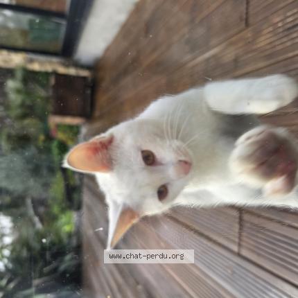 Foto 1/1 Gato encontrado Encontrado en Blain