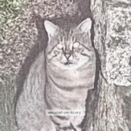 Foto 1/1 Gato encontrado Encontrado en St sauveur des landes