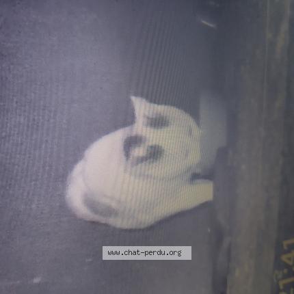 Foto 1/1 Gato encontrado Encontrado en Limoges