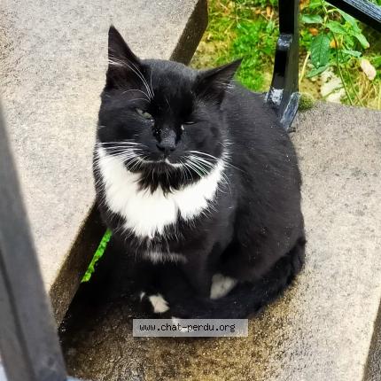 Foto 1/1 Gato encontrado Encontrado en Corbeil essonnes