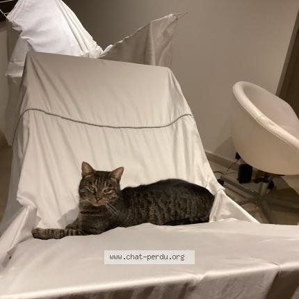 Foto 1/1 You two Chat perdido en Hoeilaart