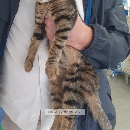 Foto 1/1 Gato encontrado Encontrado en Saint palais