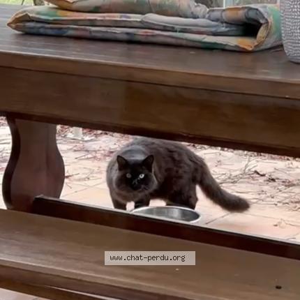 Foto 1/1 Gato encontrado Encontrado en Toulouse