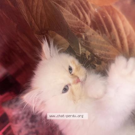 Foto 1/1 Milou Chat perdido en Nice