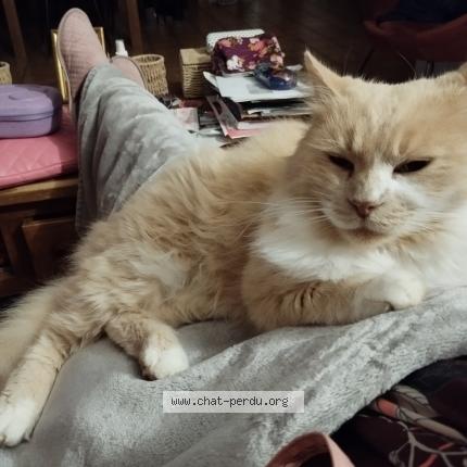 Foto 1/1 SUNNY Chat perdido en Calamane