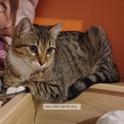 Foto 1/1 Sky Chat perdido en Artigues pres bordeaux