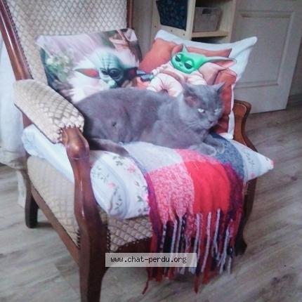 Foto 1/1 Vincente Chat perdido en Motreff