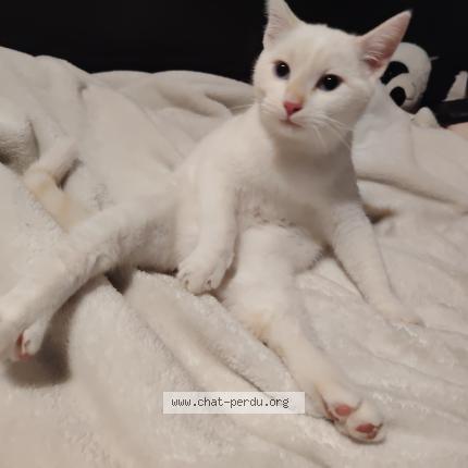 Foto 1/1 Gato encontrado Encontrado en Meylan