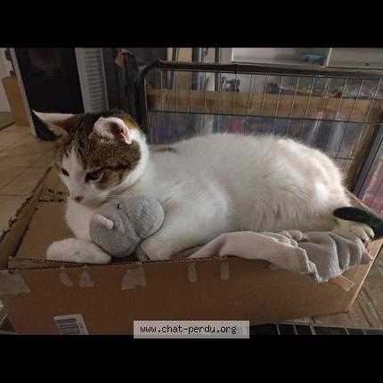 Foto 1/1 Happy Chat perdido en Herbignac