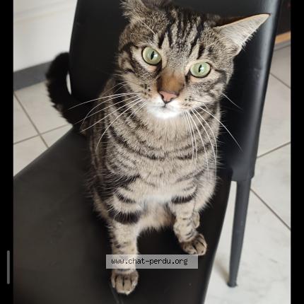 Foto 1/2 Salto Chat perdido en Pledran