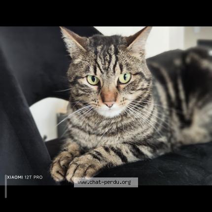 Foto 2/2 Salto Chat perdido en Pledran